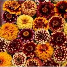 Neysastore 50+ Aztec Sunset Mix Zinnia Flower Seeds Long Lasting Annual