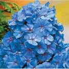 Neysastore 30+ Light Blue Phlox Fragrant Re-Seeding Annual Flower Seeds