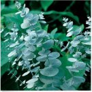 Neysastore 25+ Eucalyptus Silver Dollar Cinerea Aromatic Perennial Flower Seeds