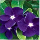 Neysastore 40+ Sunstorrm Purple Vinca Periwinkle Long Lasting Annual Flower Seeds