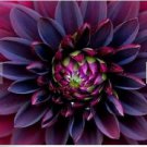Neysastore 10+ Black Dahlia Flower Seeds Long Lasting Annual