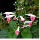 Neysastore 40+ Hummingbird Coral Nymph Salvia Flower Seeds