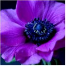 Neysastore 30 + Purple Anemone Flower Seeds Perennial