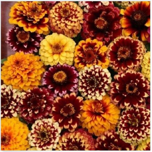 Neysastore 50+ Aztec Sunset Mix Zinnia Flower Seeds Long Lasting Annual