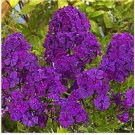Neysastore 30+ Violet Phlox Fragrant Shade-Loving Perennial Flower Seeds