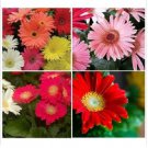 Neysastore 20+ Gerbera Daisy Mix California Giant Long Lasting Annual Flower Seeds
