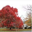 CAROLINA RED SCARLET MAPLE Tree Acer Rubrum 25 pc Seeds