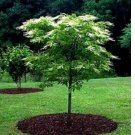 LILY OF THE VALLEY TREE Sourwood Sorrel Oxydendrum Arboreum Flower 50pc Seeds