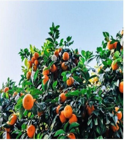 20pc TANGERINE Mandarin Orange Citrus Fruit Tree Seeds