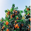 20pc TANGERINE Mandarin Orange Citrus Fruit Tree Seeds