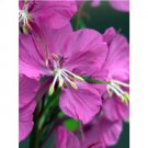 300pc FIREWEED ROSEBAY Epilobium Angustifolium Seeds
