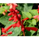 400pc SCARLET RED SAGE Salvia Coccinea Flower Seeds