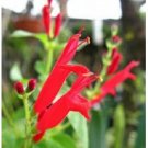 10 PINEAPPLE SAGE Red Salvia Elegans Herb Flower Seeds
