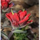 50pc INDIAN PAINTBRUSH Castilleja Indivisa Flower Seeds