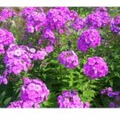 10pc Tall PURPLE PHLOX Paniculata Garden Summer Native  Flower Seeds