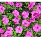 100pc PINK PETUNIA Flower Seeds
