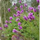 Neysastore Prairie Clover Dalea Purpurea Purple 500 Seeds