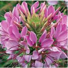 Neysastore Cleome Hassleriana Violet Queen 100 Seeds