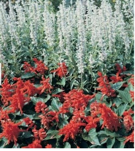 Neysastore Salvia White Victory 50 Seeds