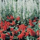 Neysastore Salvia White Victory 50 Seeds