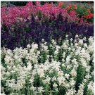 Neysastore Salvia White Swan 100 Seeds