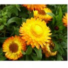 Neysastore Strawflower- Helichrysum Bracteatum- Yellow- 200 Seeds