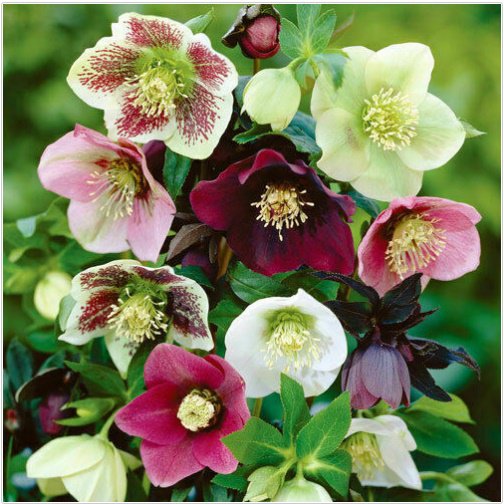 Neysastore 15pc Helleborus Christmas Rose Flower Seeds Mix Winter Blooming Perennial