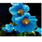 Neysastore 35pc Himilayan Blue Poppy Flower Seeds Perennial  q