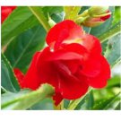 Neysastore 40pc Heirloom Red Balsam Flower Seeds Perennial