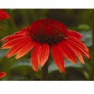Neysastore 25pc Red Ruby Echinacea Cone-Flower Flower Seeds
