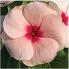 Neysastore 40pc Fragrant Peach Colored Vinca Flower Seeds Annual