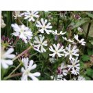 Neysastore 25pc Evening Phlox Midnight Candy Self-Seeding Annual
