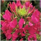 Neysastore 50pc Giant Rose Queen Cleome Spider Flower Seeds Perennial