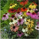 Neysastore 25pc Echinacea Lustre Mix Cone Flower Flower Seeds Perennial