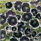 Neysastore 50pc Penny Black Nemophila Flower Seeds Shade Loving
