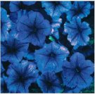 Neysastore 30pc Petunia Celebrity Blue Ice Flower Seeds Annual