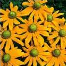 Neysastore 30pc Green Eyes Rudbeckia Flower Seeds Perennial