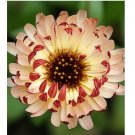 Neysastore 40pc Calendula Bronze Beauty Flower Seeds Re-Seeding Long Lasting Annual