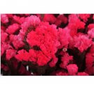 Neysastore 50pc Rosey Red Statice Flower Seeds Long Lasting Annual