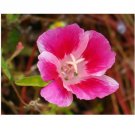 50pc Pink Bi-Color Clarkia Flower Seeds