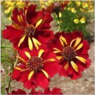 50pc Coreopsis Roulette Bi-Color Re-Seeding Annual Flower Seeds