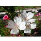 Neysastore 50pc White Clarkia Flower Seeds Re-Seeding Annual Godetia