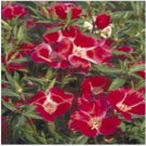 Neysastore 50pc Godetia Frandiflora Meteor Clarkia Flower Seeds