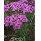 Neysastore 50pc Lilac Color Achillea Yarrow Flower Seeds