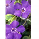 Neysastore 40pc Fragrant Orchid Color Periwinkle Flower Seeds Annual Vinca