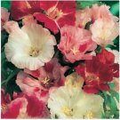 Neysastore 50pc Mountain Garland Clarkia Flower Seeds Mix Re-Seeding Annual
