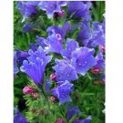 Neysastore 50pc Blue Echium Flower Seeds Reseeding Annual