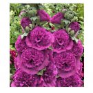 Neysastore 30pc Violet Giant Danish Double Hollyhock Flower Seeds