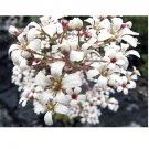 Neysastore 75pc Pure White Saxifraga Spring Snow Flower Seeds