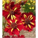 Neysastore 50pc Coreopsis Rising Sun Bi-Color Long Lasting Annual Flower Seeds
